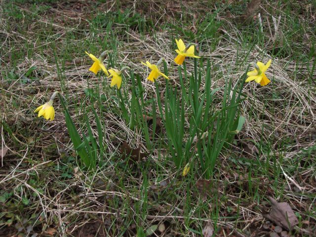 my mini-daffodils in bloom!